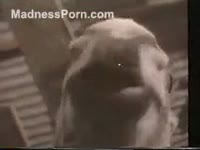 German wench enjoys fucking with a donkey on her dad's farm